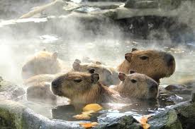 日本奇遇ing 日本知名的動物明星 水豚君參上 大人物 83870 animals capybara cute animals