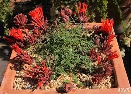 Image result for Marsdenia macrantha