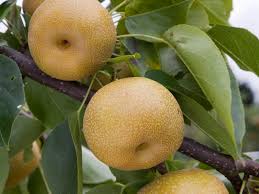 Huge sale on fruit trees sale now on. Fruit Trees The Five Easiest To Grow The English Garden