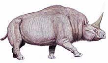 A more recent date of 26,000 bp is considered less reliable. Elasmotherium Wikipedia