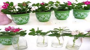 Check spelling or type a new query. Periwinkle Plant Propagation From Stem Cuttings In Soil And Water Youtube