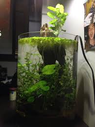Ideas For A 4 Gallon Vase Shrimp Tank Page 2 Shrimp Tank Fish Vase Betta Fish Tank