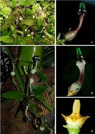 Image result for Ceropegia albipilosa