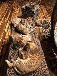 Are Bengal Cats Hypoallergenic