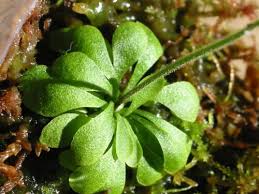 Image result for Genlisea