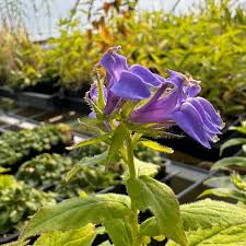Image result for lobelia