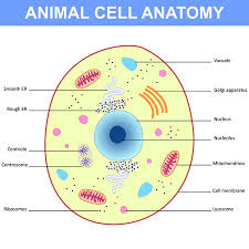 Maybe you would like to learn more about one of these? Nucleus Nucleolus Menschlichen Korper Zellkern Der Eukaryotischen Zelle In Dieser Figur Sichtbar Ist Die Doppel Membran Gepunktete Ribosomen Der Kernmembran Der Dna Und Den Nukleolus Im Kern Vorhanden Ist Eine Viskose Flussigkeit Namens