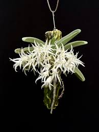 Image result for Cyrtorchis