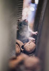 Starting a pest control business is huge. Kill Em All How To Start A Pest Control Business Tech Update