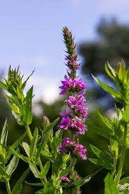 Image result for Lythraceae