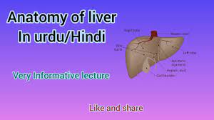Bab.la is not responsible for their content. Anatomy Of Liver 2020 Hindi Urdu Lecture Mbbs Anatomyofliver Liver Liveranatomy Youtube