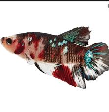 5 Most Beautiful Types Of Betta Fish For Contest In 2020 Koi Betta Betta Fish Tank Betta Fish
