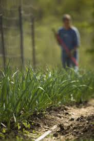Control of green bridge for pest and disease management. Control Garden Pests Diseases Using Natural Habitat Gardeners Com