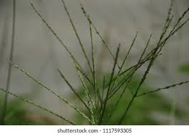 Image result for Digitaria longiflora