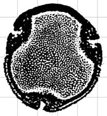 Image result for Aristida rhiniochloa