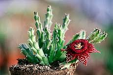 Image result for Orbea paradoxa