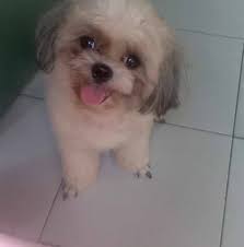 dinumog ng mga tao mbagsak presyong bag maleta sa qc