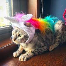 Is bengal cat hypoallergenic cat breed? Bengal Cat S Best Instagram Photos Of Halloween 2017 Bengal Cat Cats Cat Halloween Costume