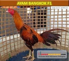 Ciri Ayam Bangkok F1 Super Karakteristik Dan Harganya Terlengkap