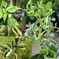 Image result for foto moud Forsterův