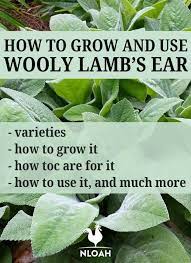 We did not find results for: How To Grow Use Wooly Lamb S Ear New Life On A Homestead