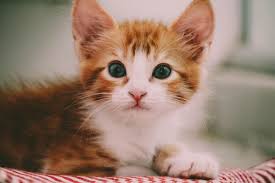 Cute kitten pictures as far as the eye can see. Close Up Photography Of Brown And White Kitten Free Stock Photo