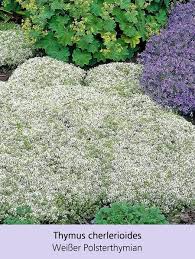 ᐅ palettenkissen & palettenpolster shop. Mein Schoner Garten Bienenfreundliches Staudenbeet 19 Pflanzen Bepflanzung Pflanzen Steingarten Pflanzen