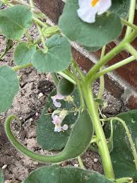 Image result for Dicerocaryum senecioides