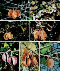 Image result for Combretum collinum