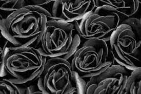Wallpaper Bunga Mawar Hitam Putih 10 Gambar Mawar Hitam Putih Keren 366 Mawar Clipart Gratis Domain P Black And White Roses Black And White Flowers Rose Art