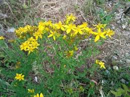La funzione antidepressiva dell'erba di san l'iperico (hypericum perforatum), conosciuto anche con il nome di erba di san giovanni, è una pianta. Iperico Pianta Piante Perenni Pianta Di Iperico