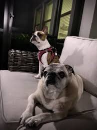 See your laguna hills vet for all your veterinary needs. Trinity Oaks Pet Wellness Center 10003 Trinity Blvd Trinity Fl Veterinarians Mapquest