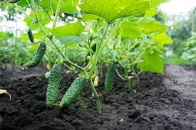 English cucumbers can easily be trained to grow on a trellis to save space and to protect the cucumbers from problems caused by continued contact with the ground. Cucumbers How To Grow Indoors Or Out The English Garden