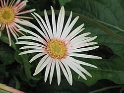 Image result for Gerbera jamesonii