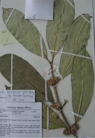 Image result for Craterispermum schweinfurthii