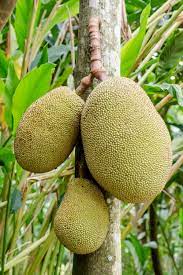 Jackfruit tree is also known as artocarpus heterophylla. Jackfruit Wikipedia