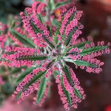 Succulent City On Instagram Kalanchoe Pink Butterfly Babies Via Zonarosasucculents Follow Us Succul In 2020 Succulents Planting Succulents Cacti And Succulents
