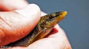 Image result for Dissotis littorale