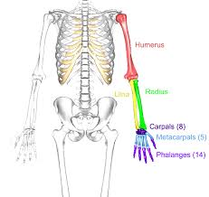 The torso or trunk is an anatomical term for the central part, or core, of many animal bodies (including humans) from which extend the neck and limbs. The Upper Limbs Human Anatomy And Physiology Lab Bsb 141