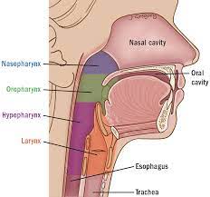 Maybe you would like to learn more about one of these? Cervical Esophageal Cancer Anatomy