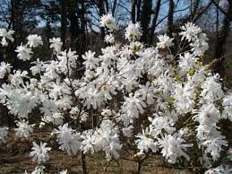 Maybe you would like to learn more about one of these? What Are The Best Flowering Trees For A Small Yard Unh Extension