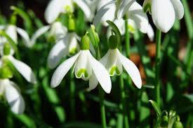 Jan 31, 2021 · i fiori sono larghi e piatti, bianchi, mentre le foglie sono di colore verde scuro. Fiori Bianchi Classificazione E Migliori Varieta Per Il Giardino