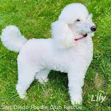 The dog squad rescue inc san diego, ca 92128 phone: San Diego Poodle Club Rescue Photos Facebook