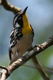 Birds Native To Michigan A Yellow Throated Warbler Legacy Land Conservancy Protects Lands That These And Other Michigan Native Species Call Home With Images Bird Photo Birds Michigan Outdoors