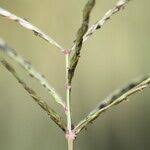 Image result for Digitaria debilis