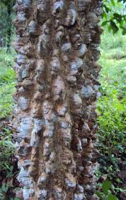 Image result for Zanthoxylum chalybeum