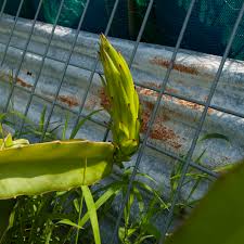 See full list on bhg.com.au Growing Dragon Fruit From Cuttings And Looking After Your Growing Plant Sustainable Lockyer Valley