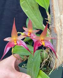 Image result for Bulbophyllum X chikukwa