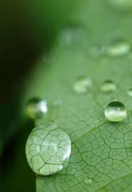 水の森 アケビの葉裏は唐草模様