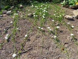 Image result for Ipomoea stolonifera